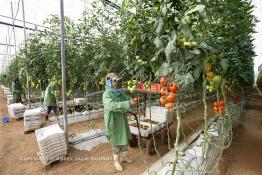 Image du Maroc Professionnelle de  Agriculture moderne au Sahara, des femmes marocaines effectuent la cueillette des tomates en grappes sous une serre dans une ferme à Dakhla. Dans cette région la production des tomates en grappes bénéficie d’un climat phénoménalement ensoleillé, tempéré et régulier, Mardi 21 Novembre 2006. Avec l'introduction des cultures sous abris serres, la région de Dakhla est devenue en très peu de temps célèbre pour ces productions de fruits et légumes destinés à l’export. (Photo / Abdeljalil Bounhar) 